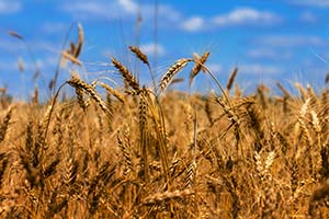 Glyphosate in our wheat? - brendawatson.com